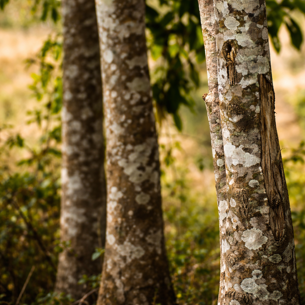 Factors Influencing The Scent Profile Of Agarwood Oil
