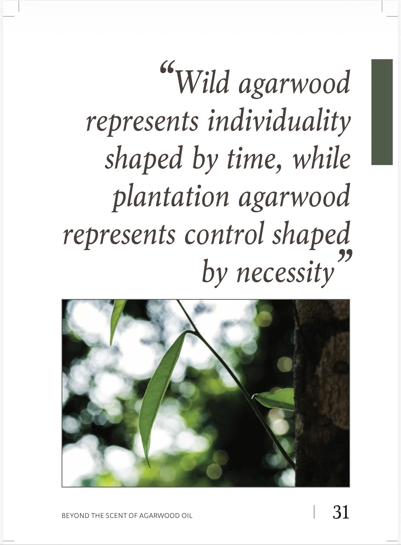 Book: Beyond The Scent Of Agarwood Oil